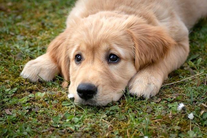 11 Redenen Waarom Uw Hond 's Ochtends Huilt + 7 Tips