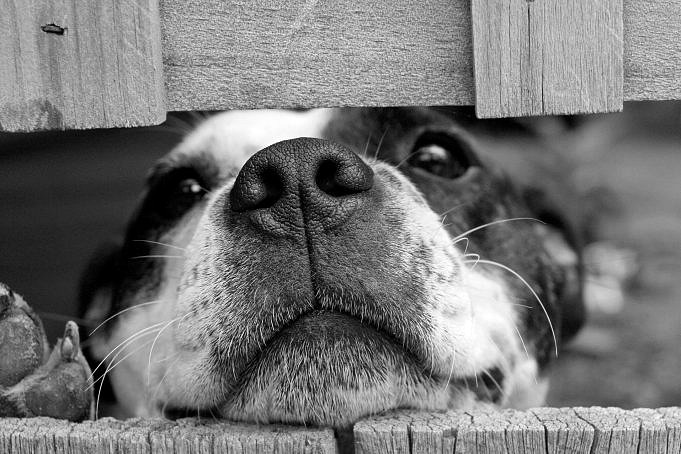 17 Redenen Waarom Je Hond Naar Het Plafond Kijkt + 5 Tips
