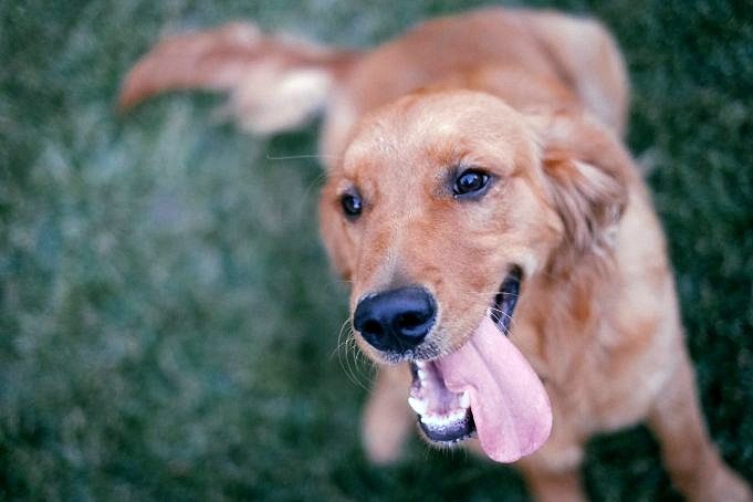 20 Dingen Die Je Buiten Met Je Hond Kunt Doen
