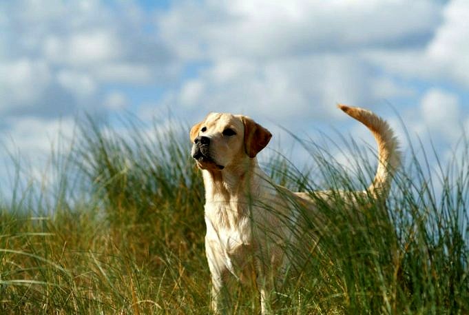 6 Manieren Om Gras Te Beschermen Tegen Hondenurine