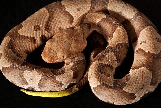 Corn Snake Vs. Copperhead Snake - What's The Difference?