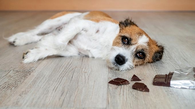 Hier Zijn 12 Tekenen Dat Uw Hond Vergiftigd Is En Wat U Eraan Kunt Doen