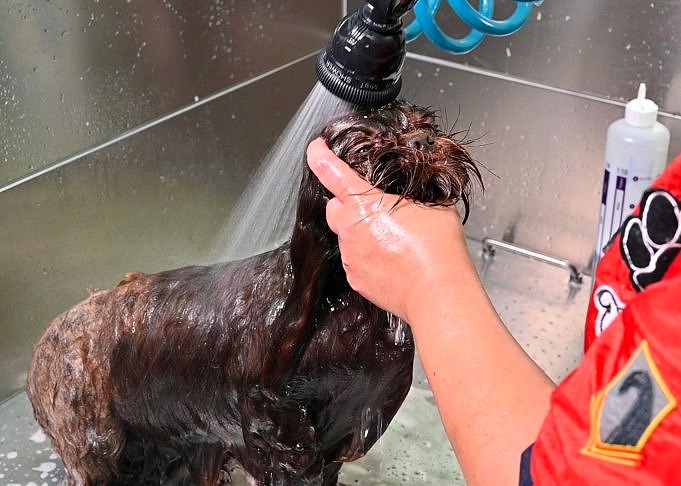 Hoe Het Gezicht Van Een Hond Te Wassen. Zorg Ervoor Dat Je Het Op Een Veilige Manier Doet