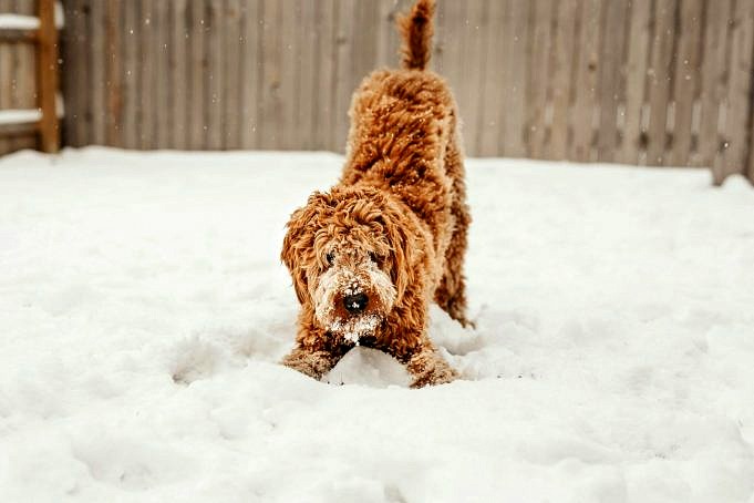 Hoe Honden Warm Te Houden In De Winter?