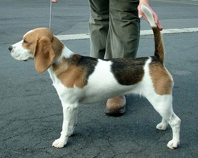 Is Het Moeilijk Om Beagles Te Trainen?