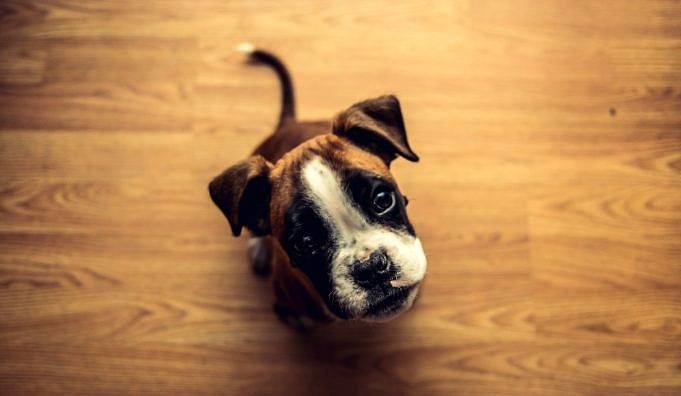Waarom Likt Mijn Hond De Vloer? 7 Vragen + 7 Tips