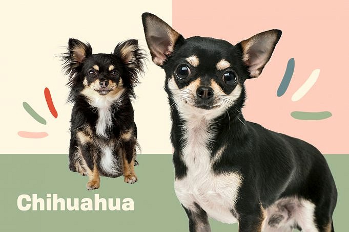 Wat Is Een Chihuahua Pug Chug Dog-mix? Leer Er Alles Over